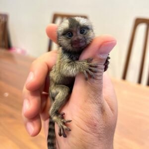 Finger monkey for sale