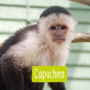 Capuchin monkey for sale