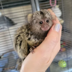 Squirrel monkey for sale​