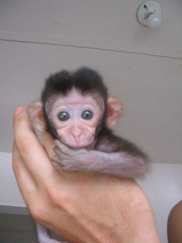 Black long tail macaques monkey