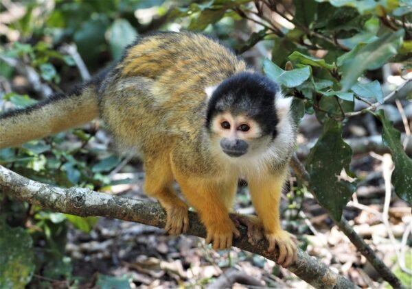 squirrel monkeys