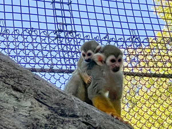 squirrel monkeys - Image 3