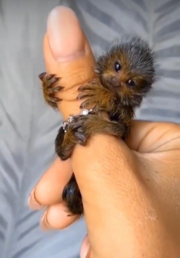 Pygmy marmoset monkey